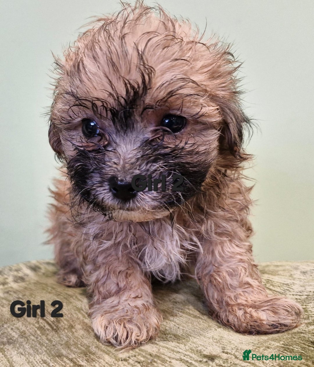 Maltipoo dogs for sale: Maltipoo puppy's - ready august 19th!  - Image 11