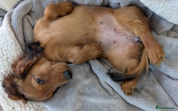 Miniature Dachshund dogs for sale: LAST GIRL KC Reg PRA clear LM Dachshund in Peterborough - Image 3
