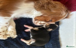 Mixed Breed dogs for sale: Borderlier puppy  - Image 10