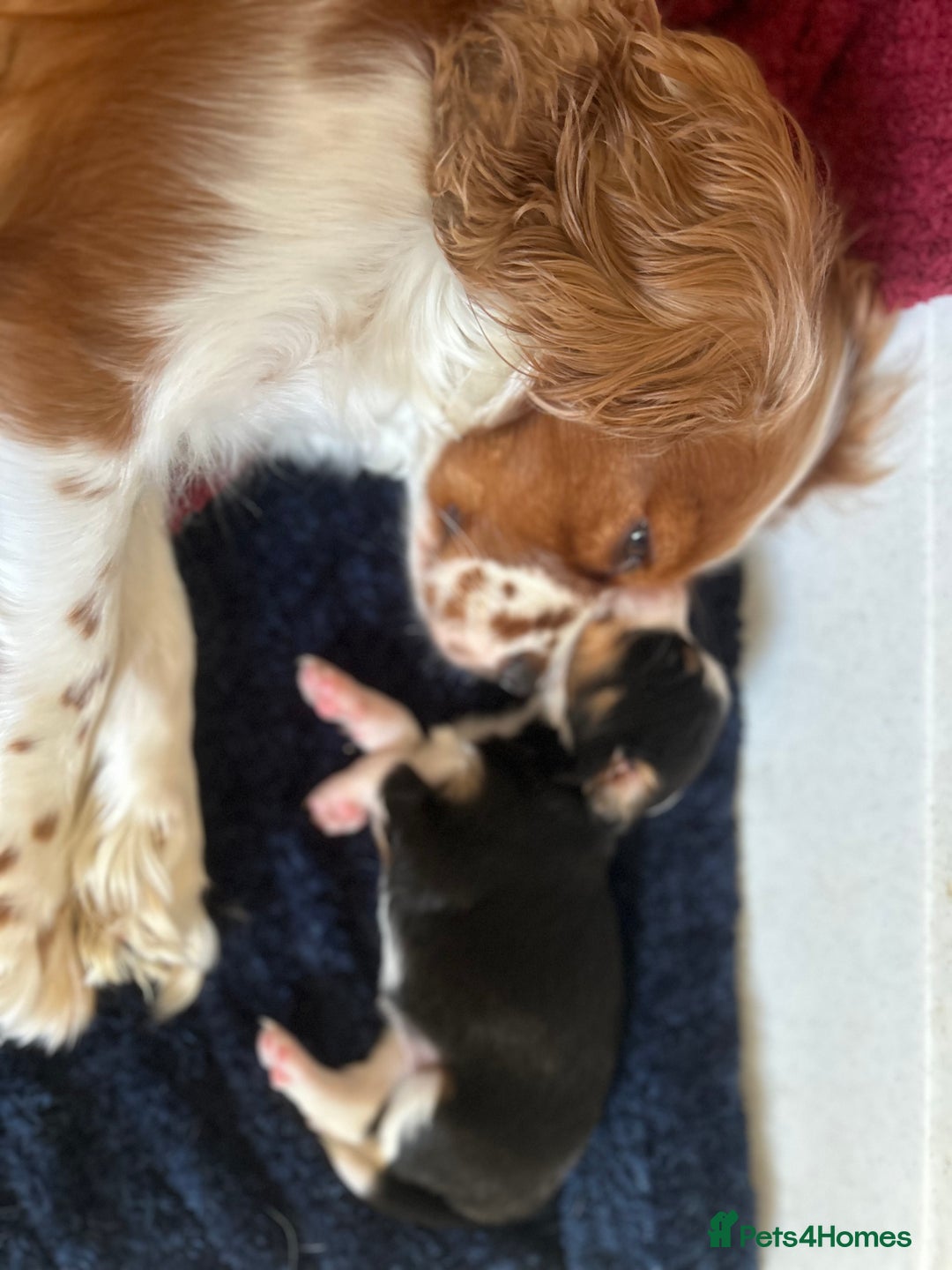 Mixed Breed dogs for sale: Borderlier puppy  - Image 10