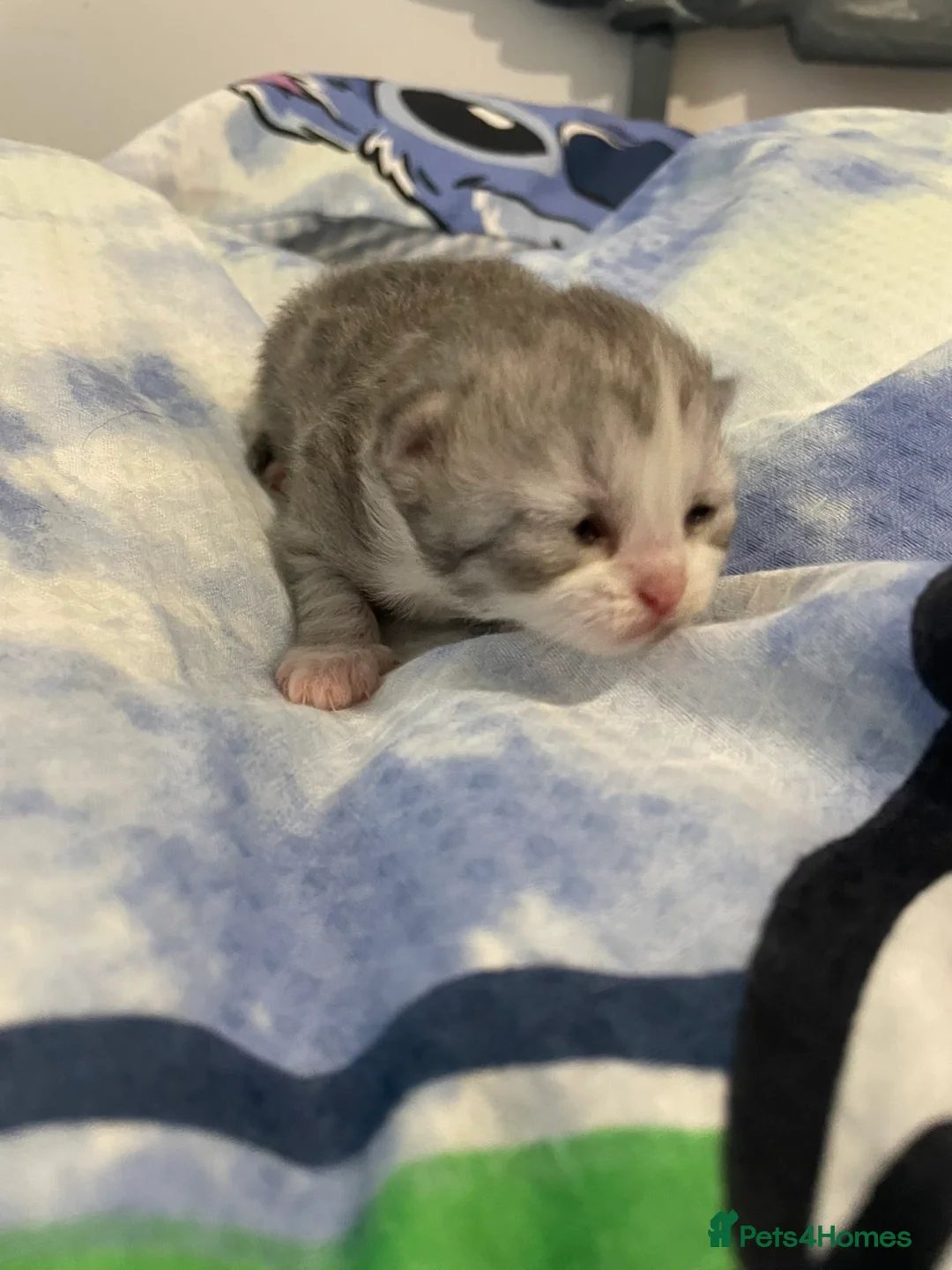 Persian cats for sale: Persian kittens  - Advert 4