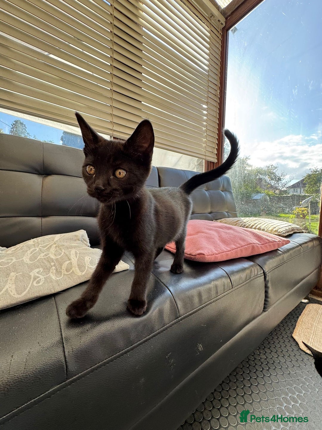 Domestic Shorthair cats for sale: Gorgeous kittens looking for lovely home - Image 7