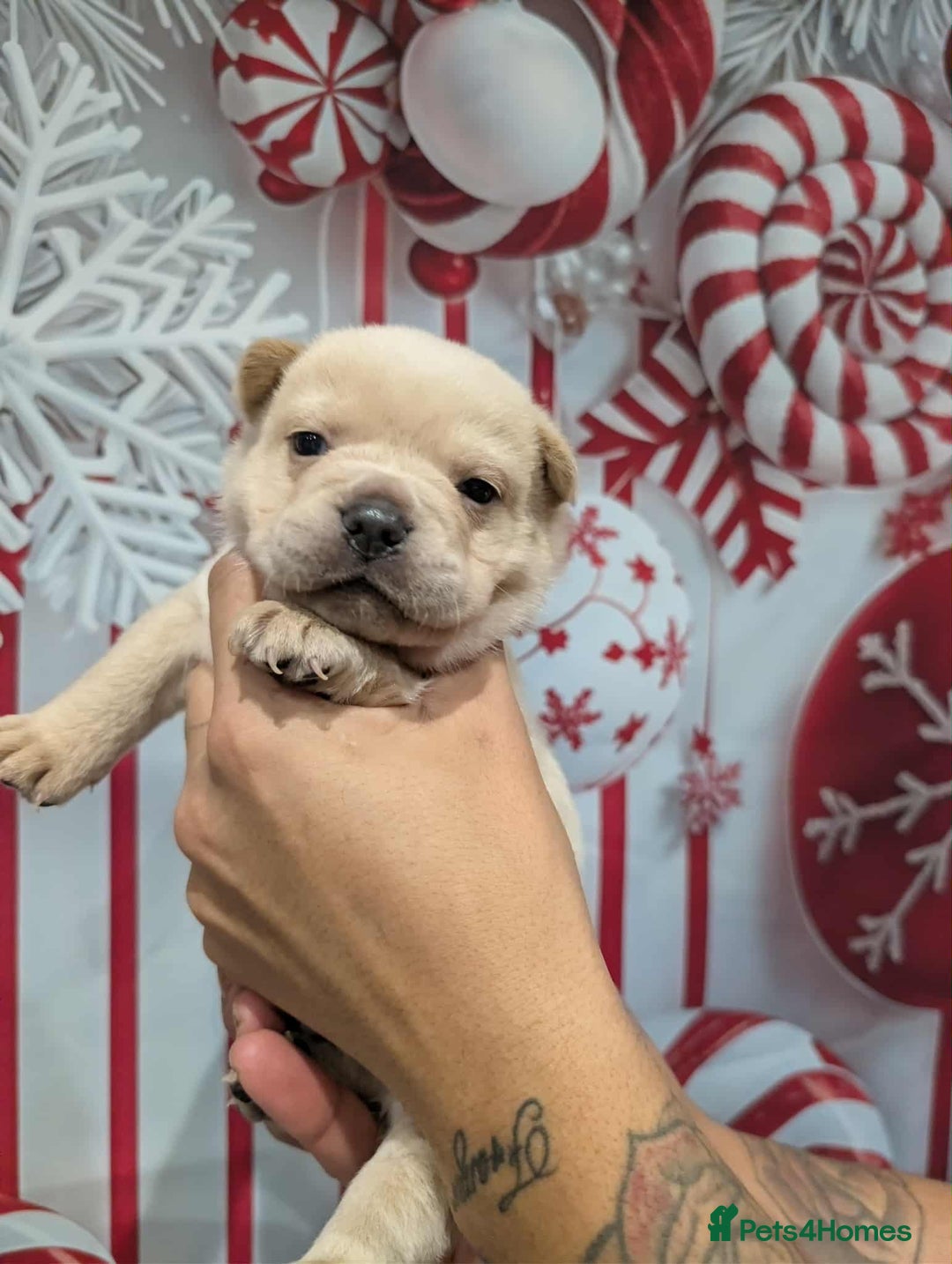 Chow Chow dogs for sale: French chows  - Advert 32