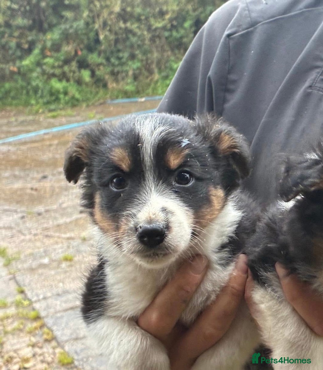 Mixed Breed dogs for sale: Border Jack Puppies (Border Collie X Jack Russel) - Image 30