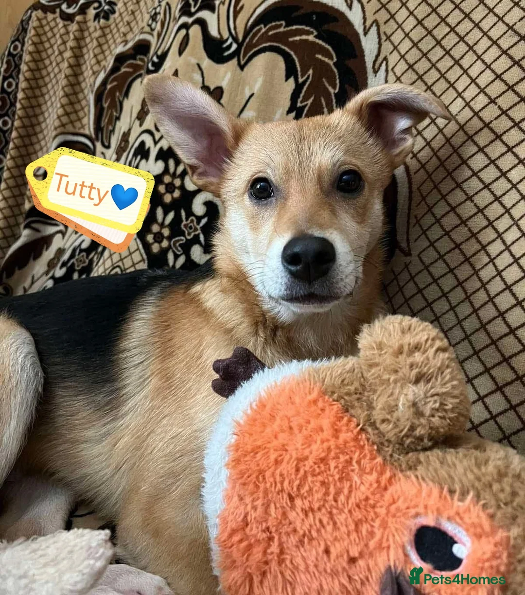 Mixed Breed dogs for adoption: 💙🐶 TUTTY 🐶💙 - Advert 2