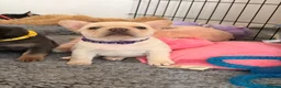 French Bulldog dogs for sale: French bulldog puppies  in Newport - Advert 6