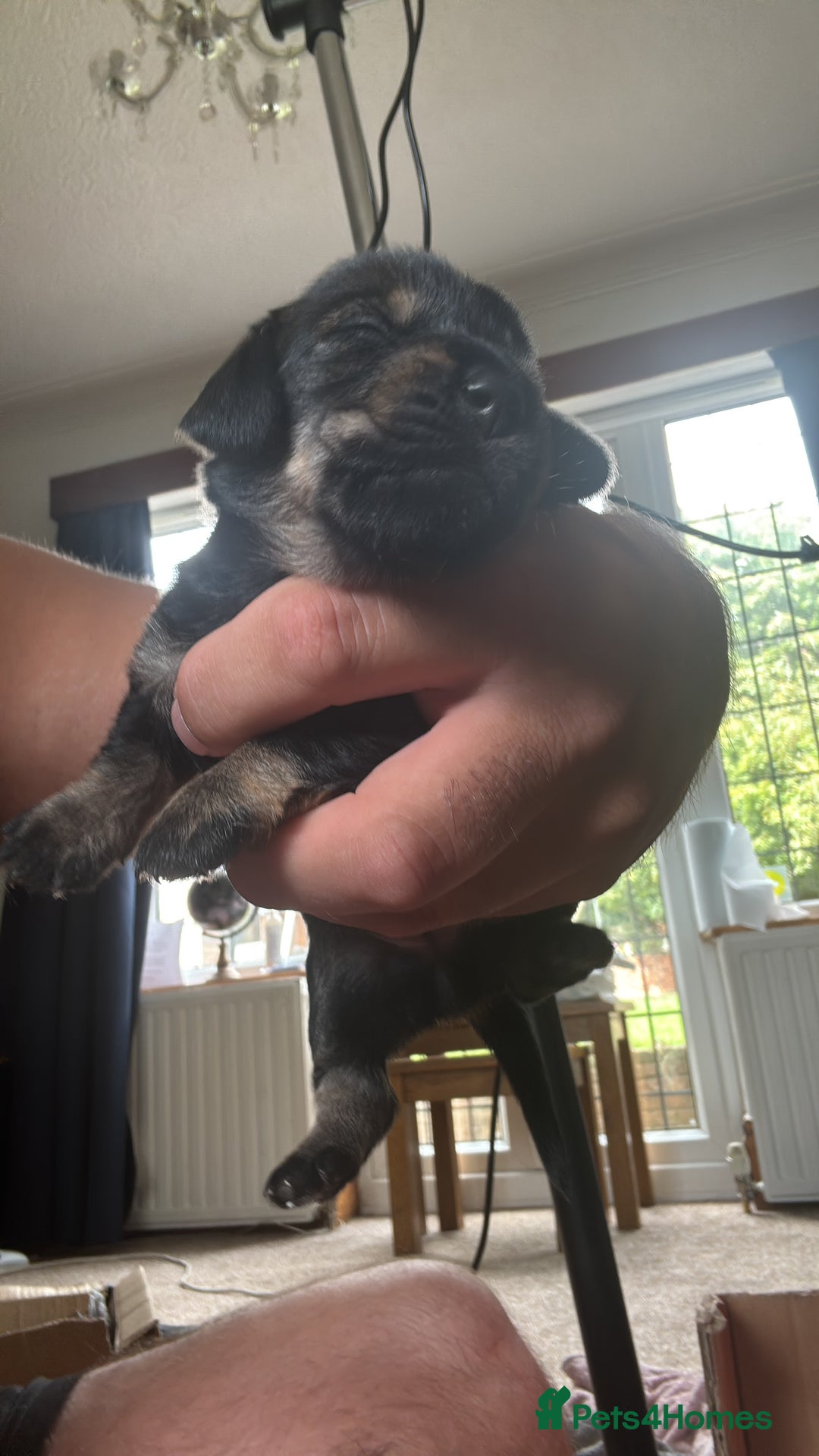 Dachshund dogs for sale: 🐾 Beautiful Dachshund Puppies - Image 11