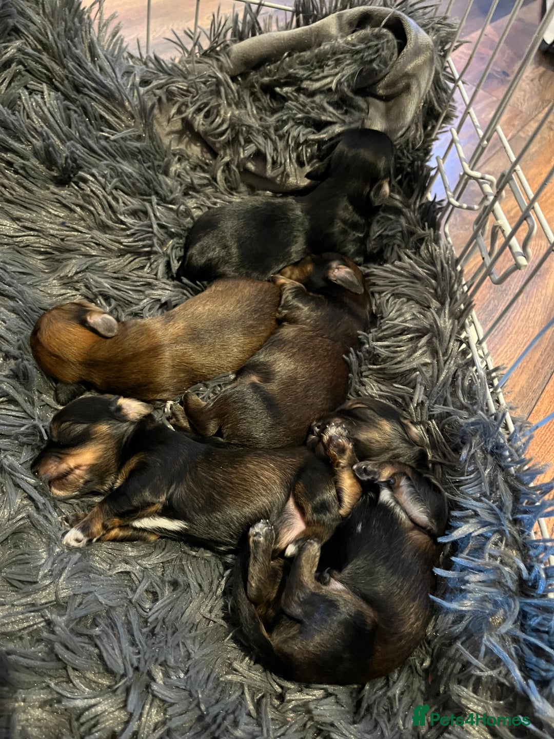Mixed Breed dogs for sale: Beautiful Zuchon Doxies - Advert 3