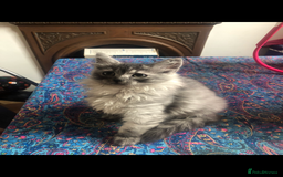 Norwegian Forest Cat cats for sale: Norweigan Forest Kittens  - Image 5