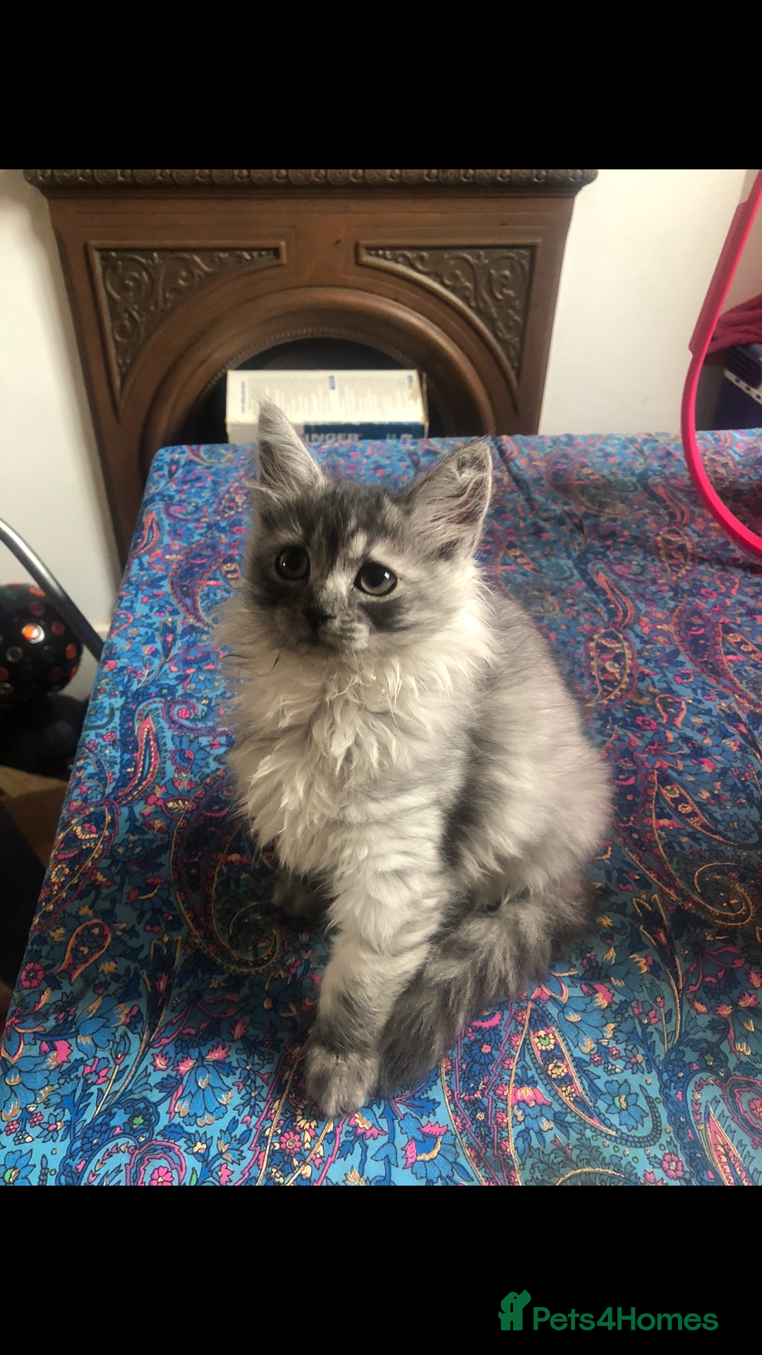 Norwegian Forest Cat cats for sale: Norweigan Forest Kittens  - Image 5