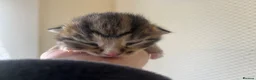 Mixed Breed cats for sale: Tabby’s  - Advert 8