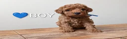 Miniature Poodle dogs for sale: KC Registered Red Miniature Poodle Puppies ❤️  - Advert 10
