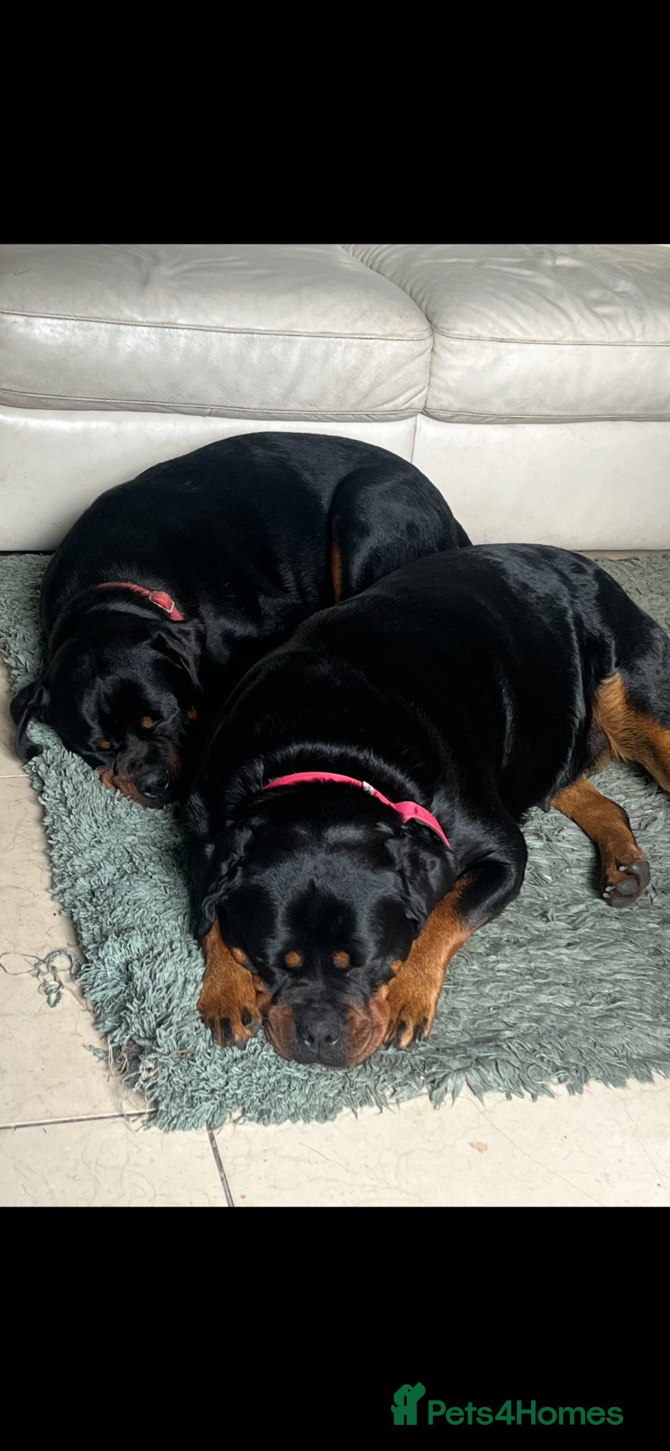 Rottweiler dogs KC registered Rottweiler puppies for sale  - Advert 4