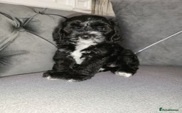 Cockapoo dogs for sale: Cockapoo puppy Girl - Image 2
