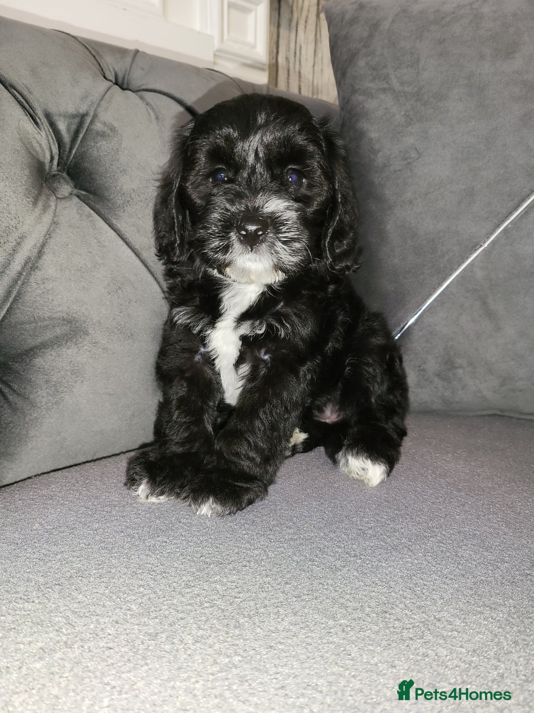 Cockapoo dogs for sale: Cockapoo puppy Girl - Image 2