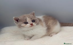 British Shorthair cats for sale: PEDIGREE REGISTERED CHUNKY BRITISH SHORTHAIRS  - Image 17