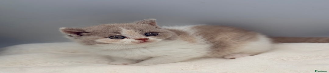 British Shorthair lilac tortie 