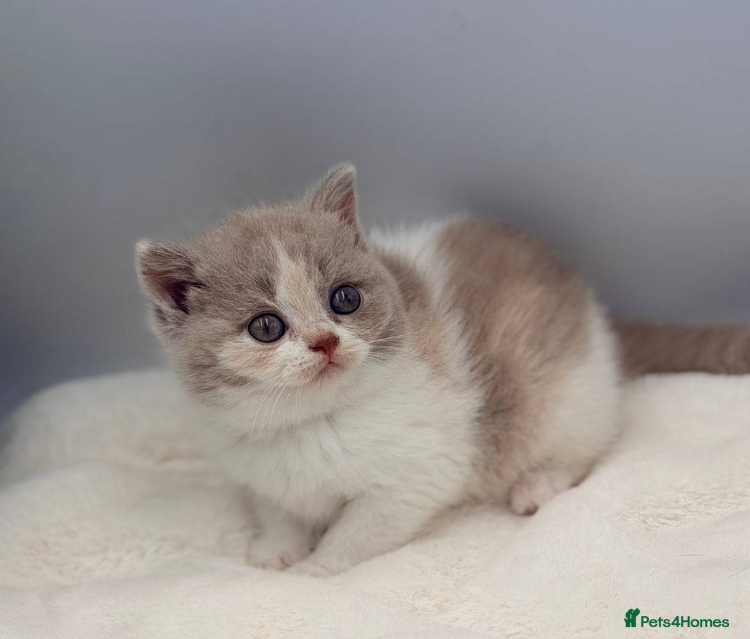 British Shorthair cats for sale: PEDIGREE REGISTERED CHUNKY BRITISH SHORTHAIRS  - Image 17