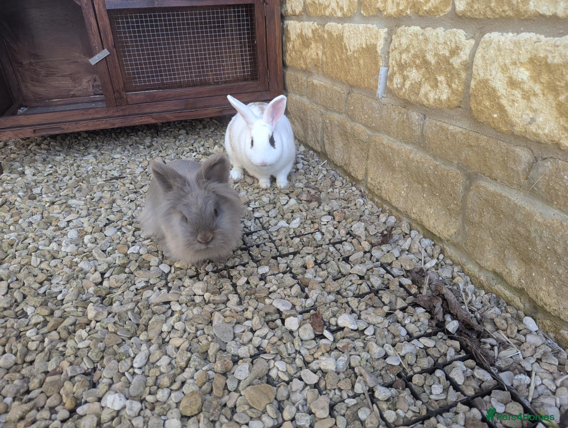 Mixed Breed rabbits Male and Female Bunnys - Advert 18