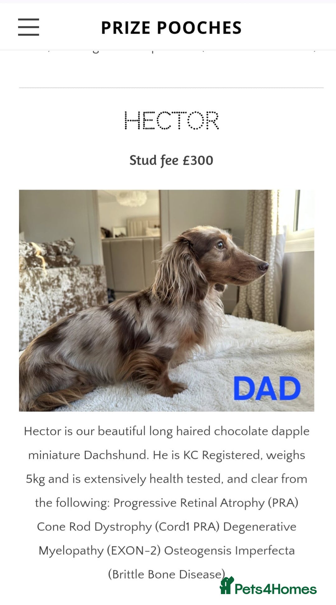 Miniature Dachshund dogs for sale: Miniature long haired dachshund  - Image 8