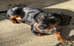 Miniature Dachshund dogs for sale: KC Reg Pedigree Mini Smooth Haired Dachshunds - Image 25