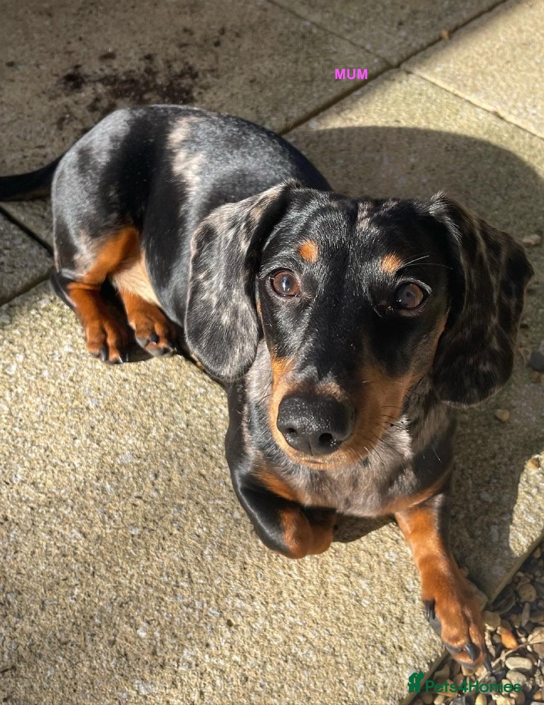 Miniature Dachshund dogs for sale: KC Reg Pedigree Mini Smooth Haired Dachshunds - Image 25