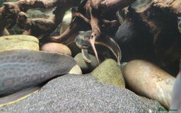 Cichlids fish for sale: Large cichlids and catfish  - Advert 2