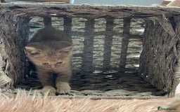 British Shorthair cats for sale: Stunning fluffy kittens  - Image 8