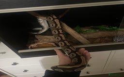 Python Snake reptiles for sale: Female Royal ball python and full setup - Image 1