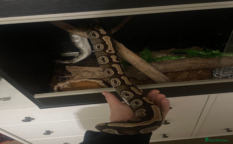Python Snake reptiles - Advert 1