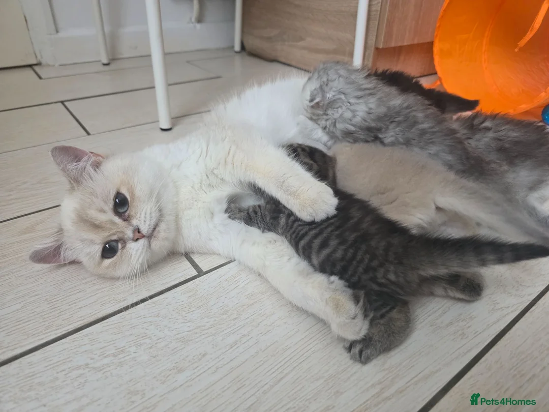 Scottish Fold cats for sale: Beautiful Scottish Fold Kittens  in Peterborough - Advert 10