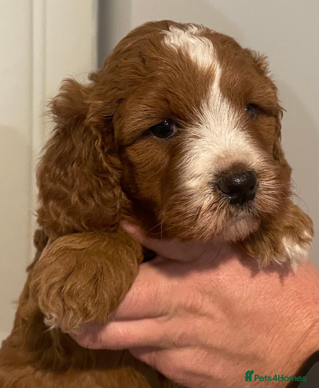 Cavapoo dogs for sale: STUNNING HEALTH CLEAR CAVAPOO PUPPIES  - Advert 16