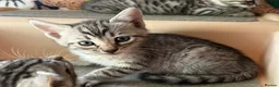 Bengal cats for sale: Bengal beautiful  - Advert 23
