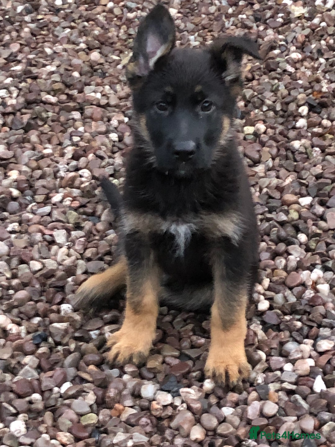 German Shepherd dogs for sale: GERMAN SHEPHERD  - Advert 4