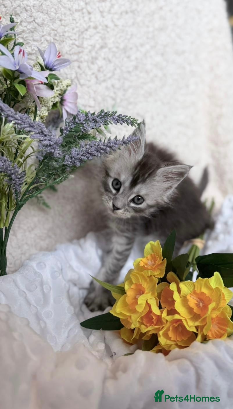 Maine Coon cats GCCF registered Black/Silver Tabby Female Kitten - Advert 10