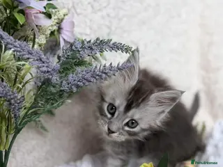 Maine Coon cats GCCF registered Black/Silver Tabby Female Kitten - Advert 10