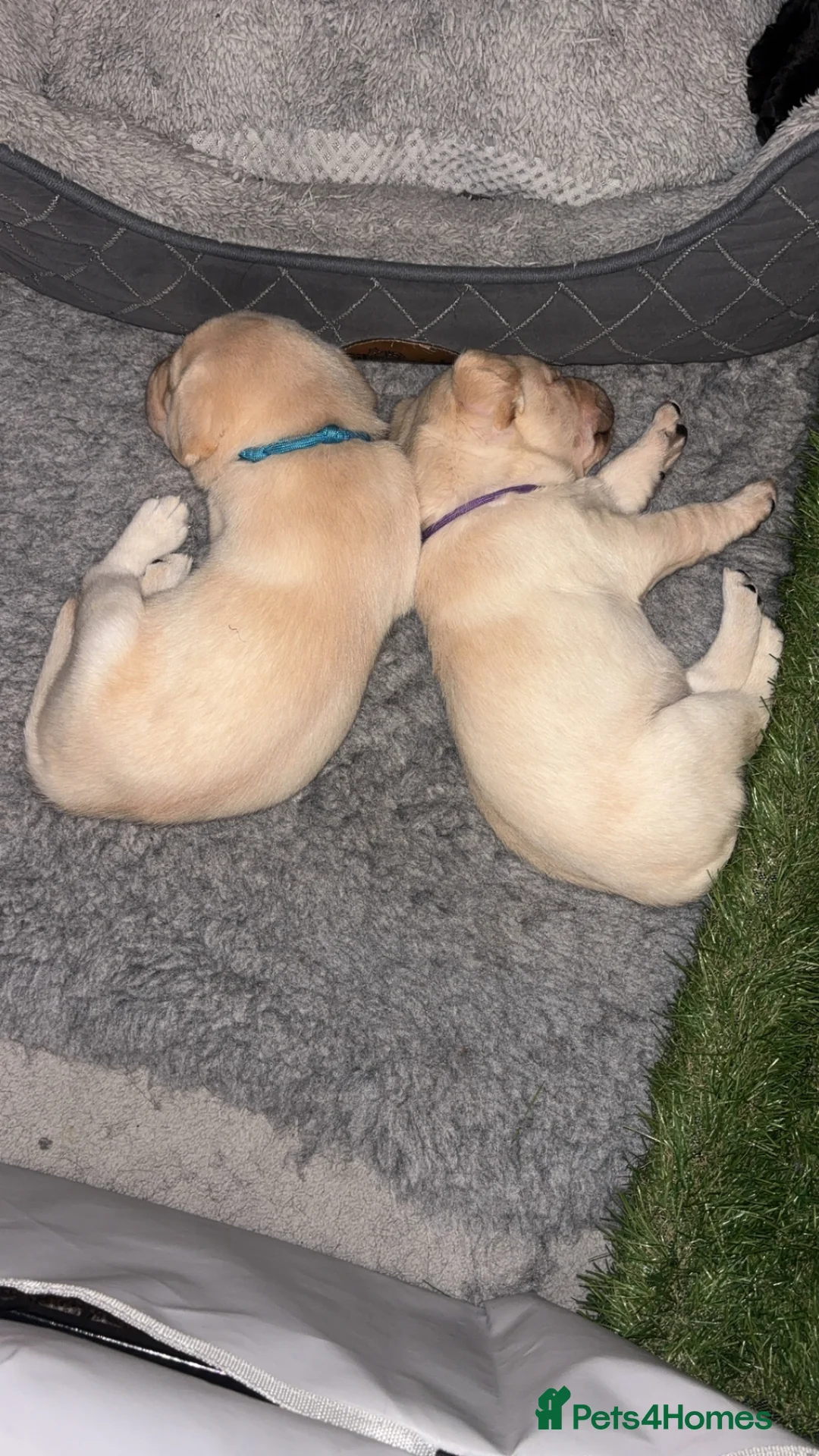 Labrador Retriever dogs for sale: Gorgeous litter of Labradors - Advert 2
