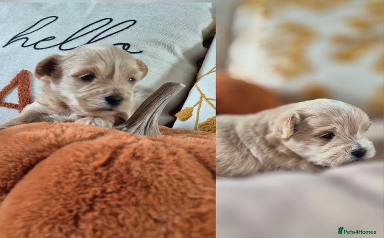 Mixed Breed dogs - Advert 7