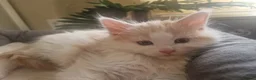 Mixed Breed cats for sale: mix Mainecoon - 1female- 1male - Advert 6