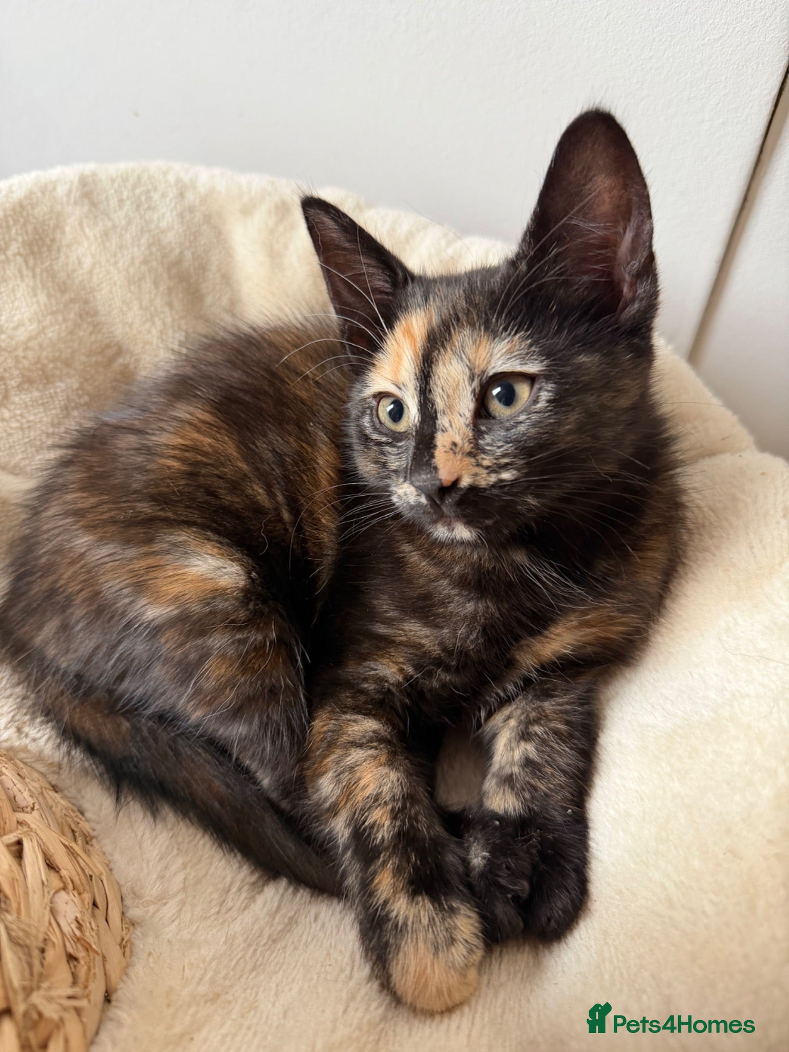 Mixed Breed cats Russian Blue mixed breed kittens.  - Advert 18