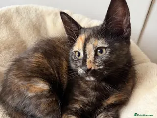 Mixed Breed cats Russian Blue mixed breed kittens. - Advert 18