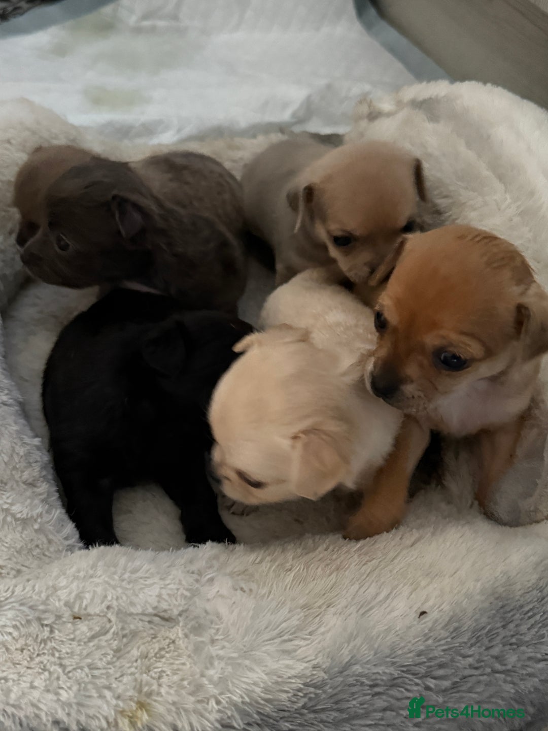 Chug dogs for sale: 6 beautiful chug puppies for sale ❤️ - Image 7