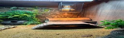 Leopard Gecko reptiles for sale: Leopard gecko and full set up  in Leicester - Advert 6