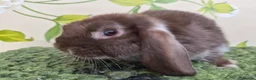 Mini Lop rabbits for sale: Friendly handled mini lop boy - Advert 3
