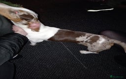 Dachshund dogs for sale: Double dapple dachshund  - Image 3