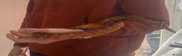 Corn Snake reptiles for sale: red the male corn snake very friendly  - Advert 2