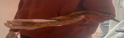 Corn Snake reptiles for sale: red the male corn snake very friendly  - Advert 2