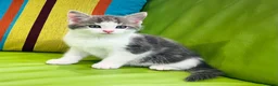 Mixed Breed cats for sale: Kittens for sale ,mixed breed, wonderful behaviour - Advert 3