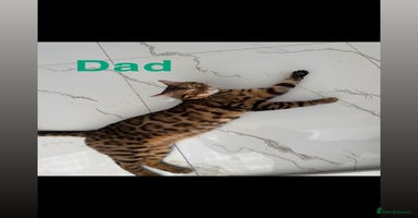 Bengal cats - Advert 11