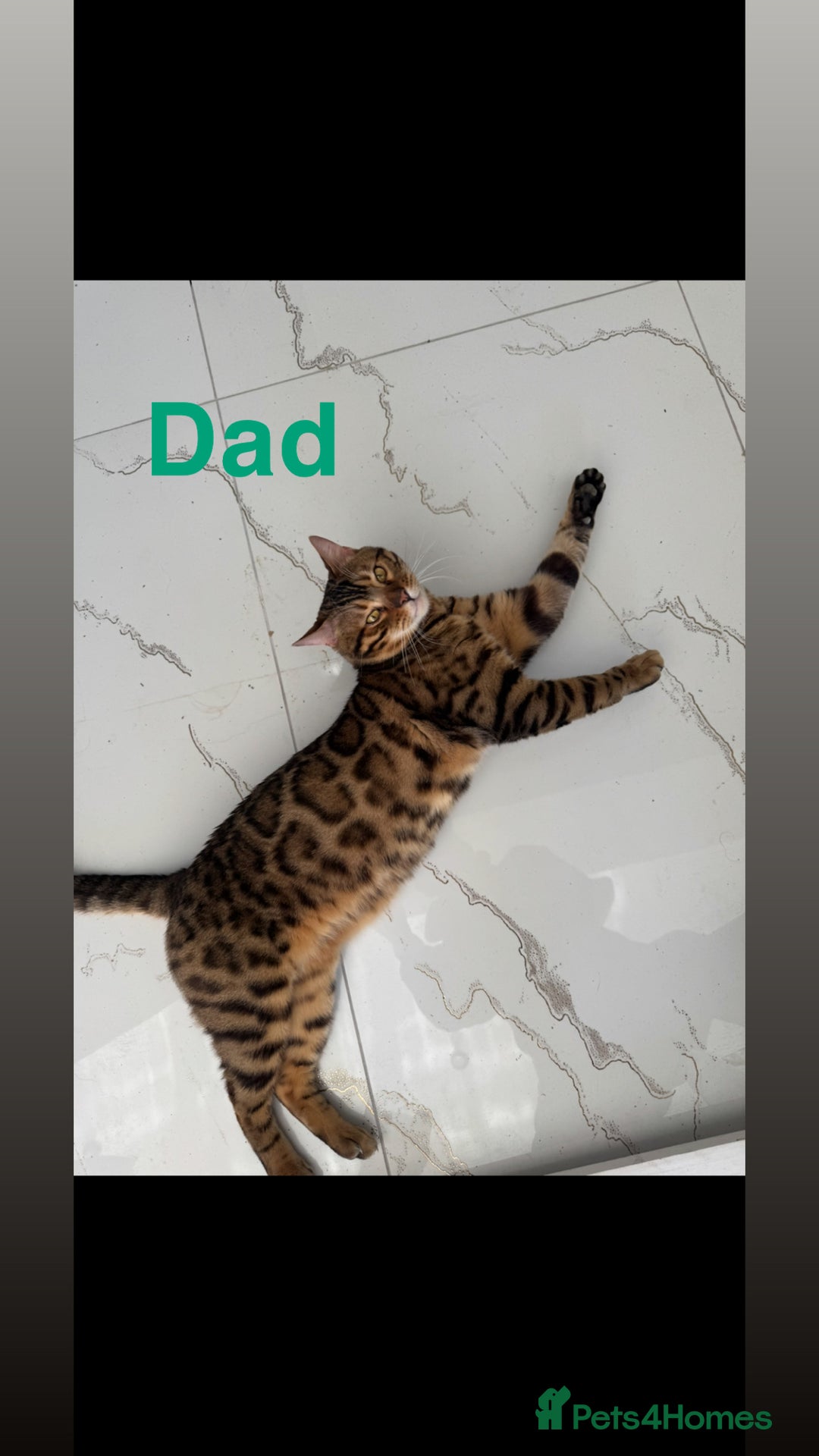 Bengal cats for sale: 4 Beautiful Bengals for sale  - Image 3